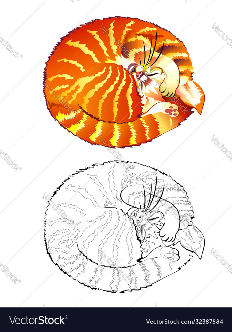 Colorful and black and white page for coloring Vector Image