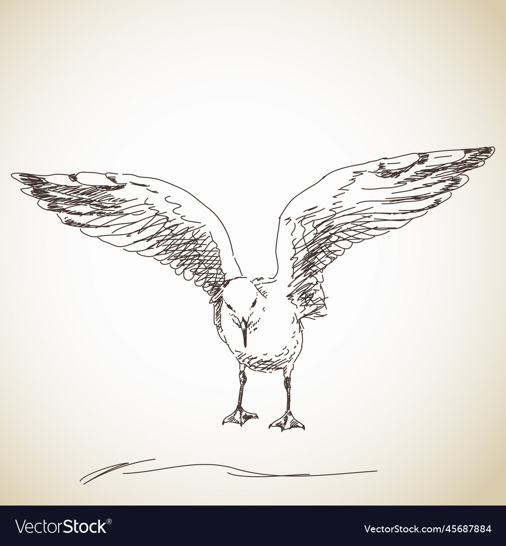 Seagull ready to fly sketch