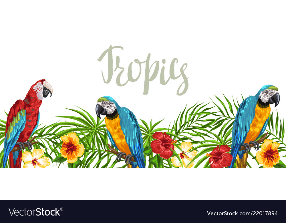 Tropical background with parrots Royalty Free Vector Image