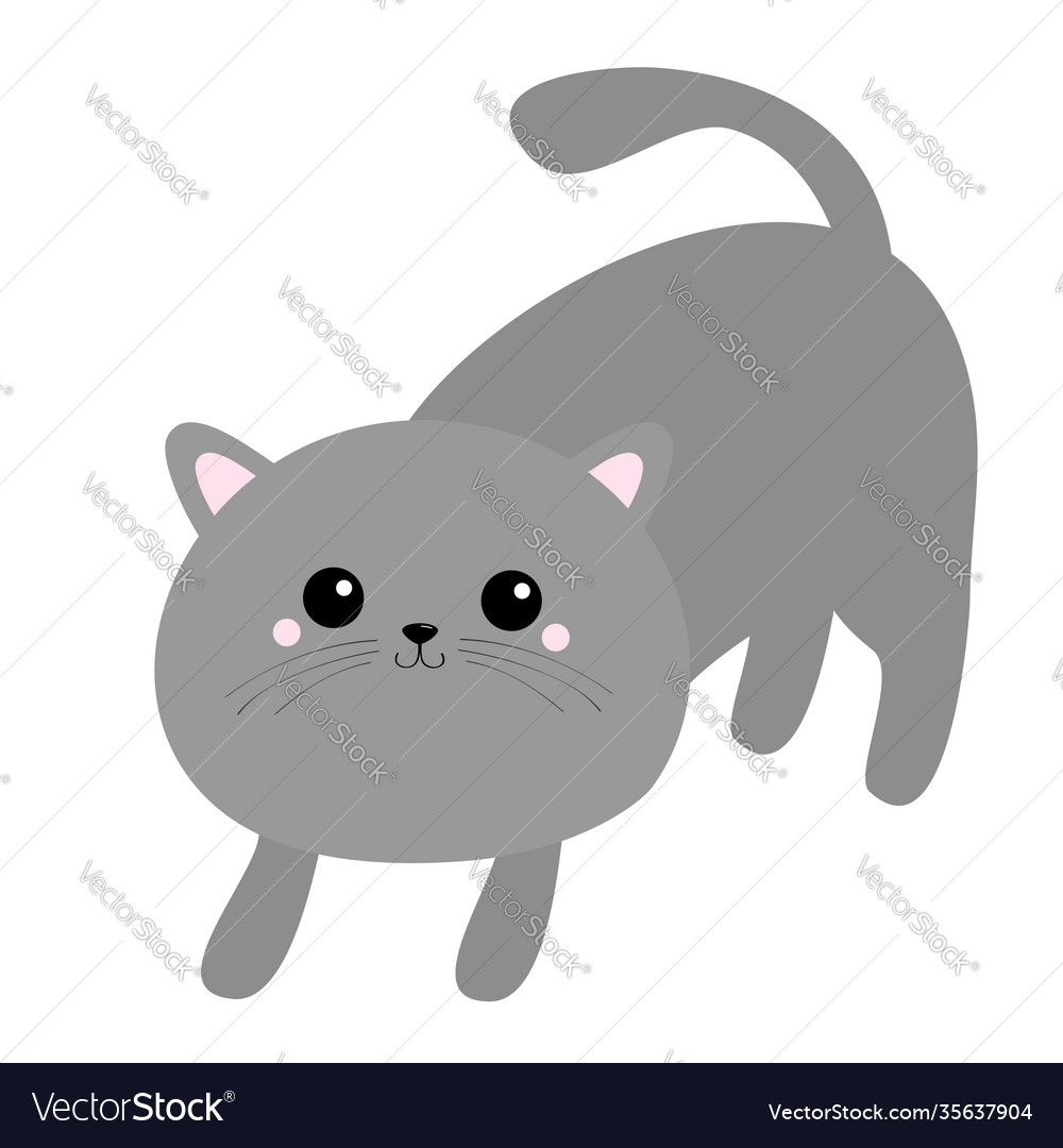 Cute Gray Kitten Arching Back