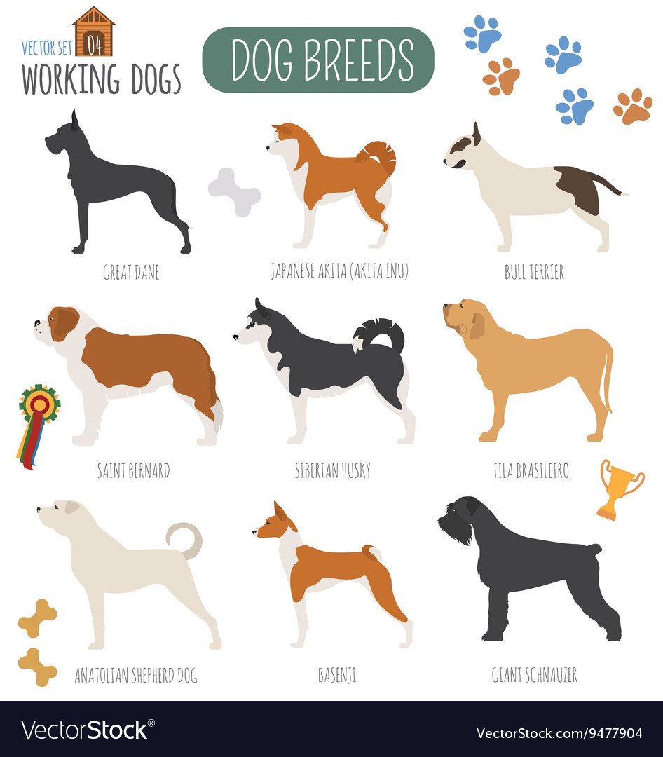 Dog breeds working watching set icon flat Vector Image