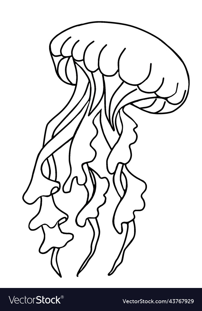 Jellyfish Royalty Free Vector Image - VectorStock