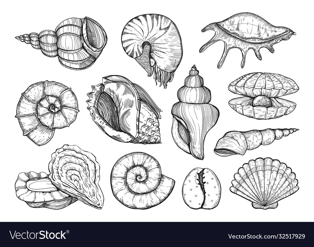 Seashells set in sketch style sea shell