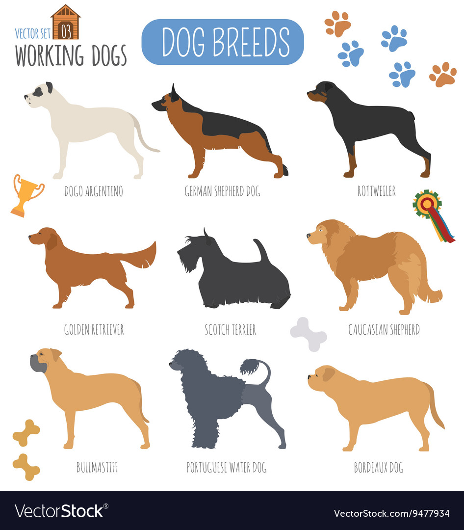 Dog breeds working watching set icon flat Vector Image