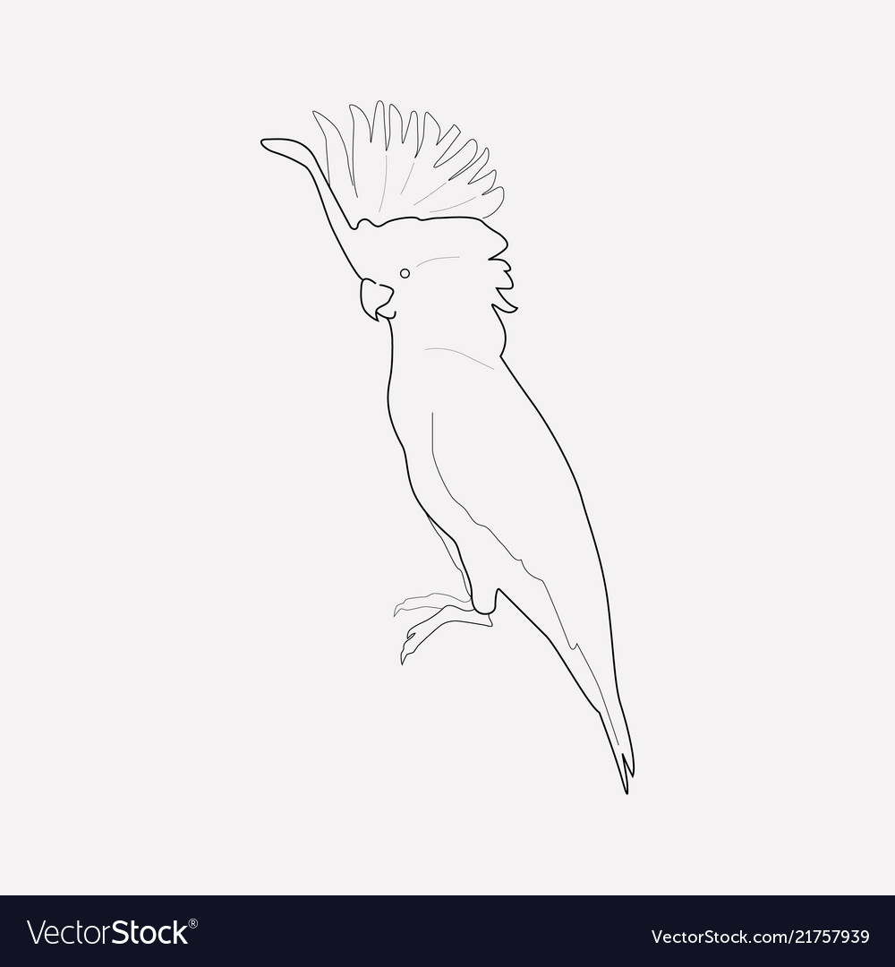 Cockatoo icon line element