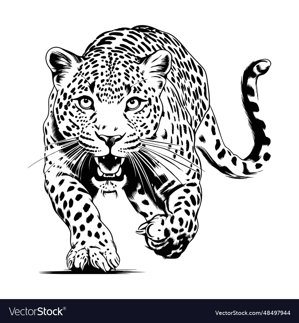 Attack leopard lines abstract Vector Image Attack leopard lines abstract