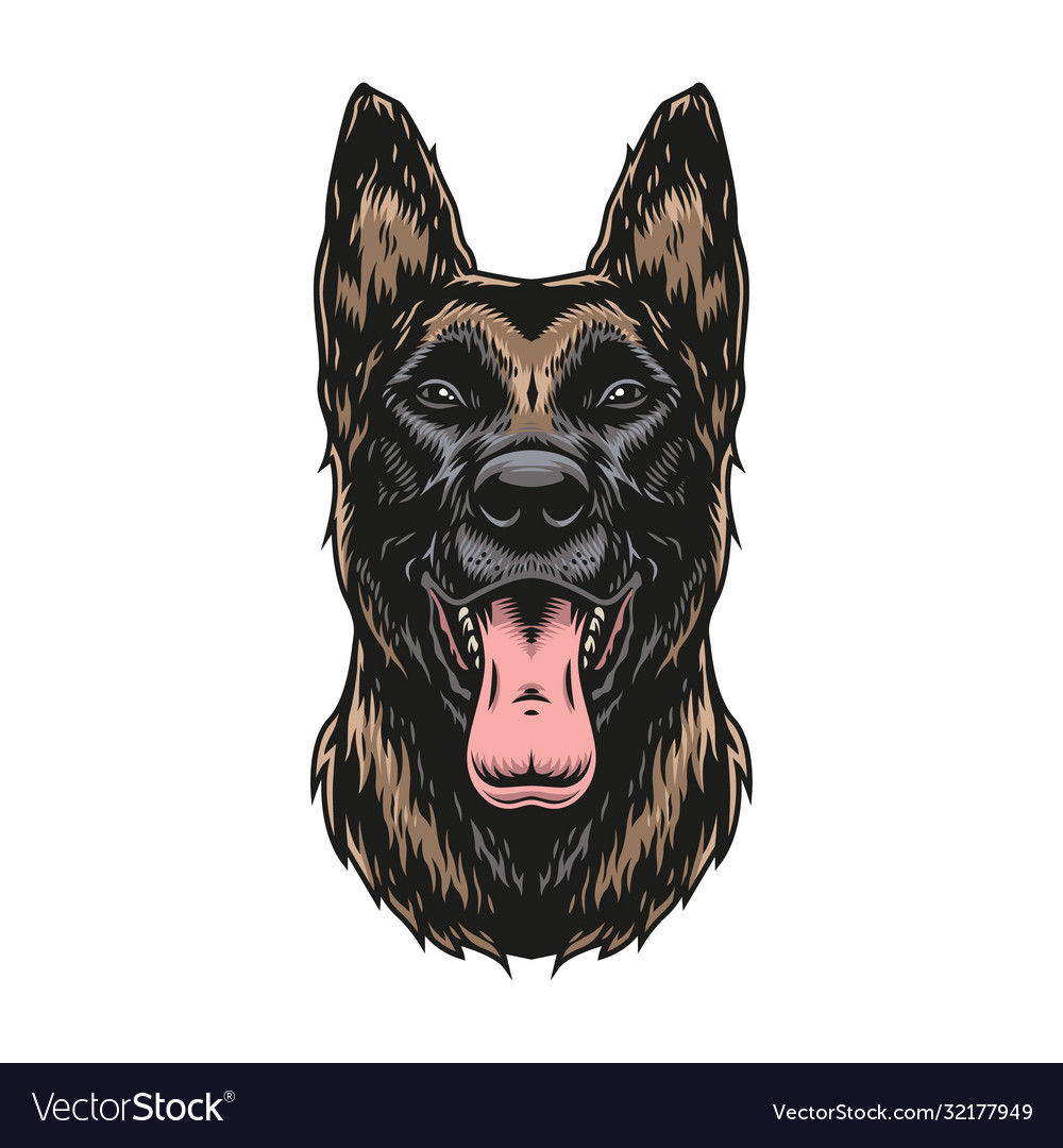 Belgian Malinois Dog Colorful Vintage Template Vector Image