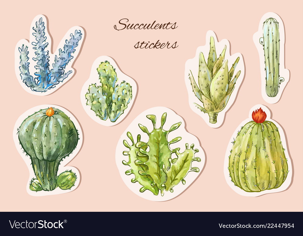 Succulents stickers