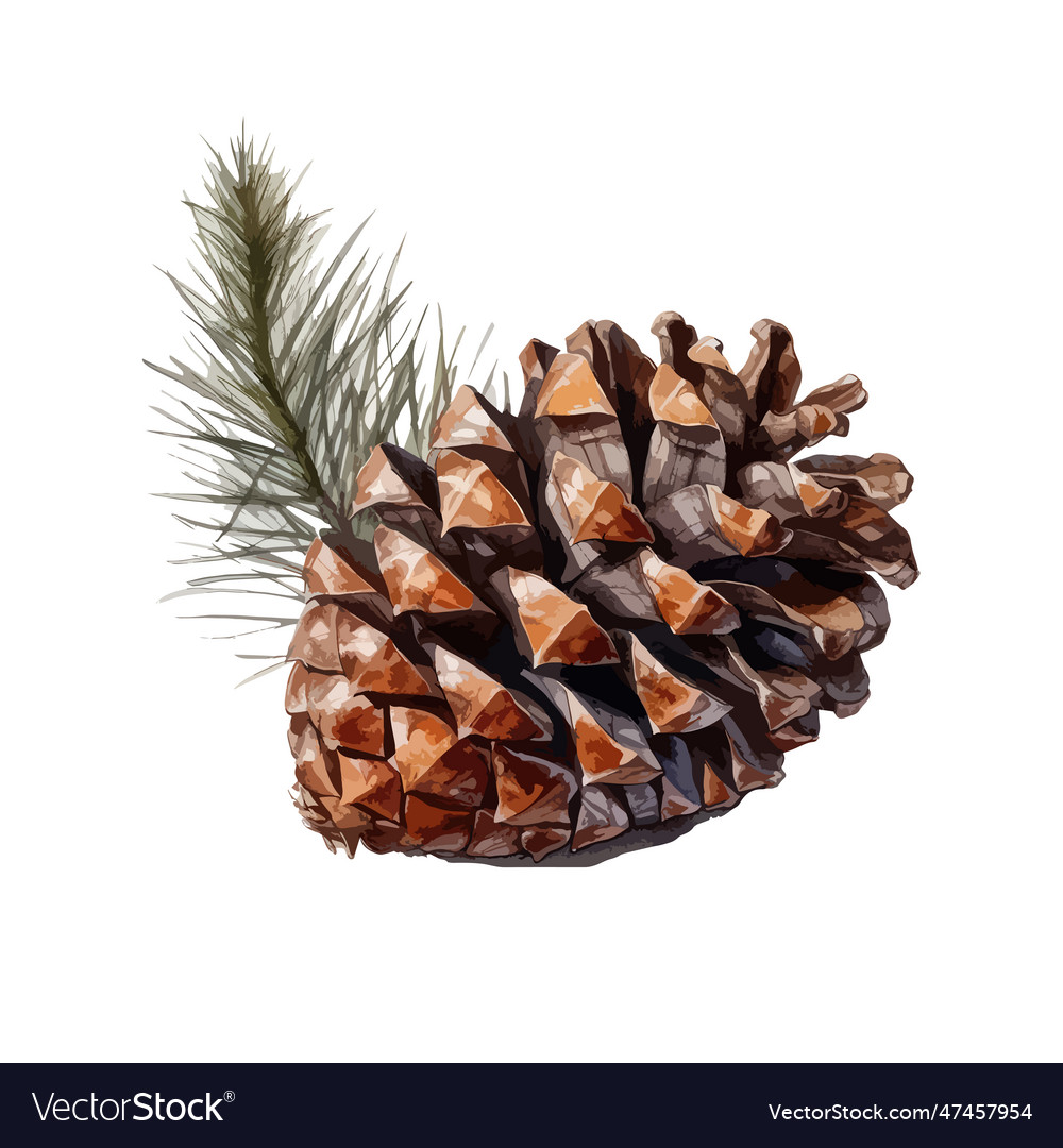 Watercolor pine cone isolated with pine branch Vector Image