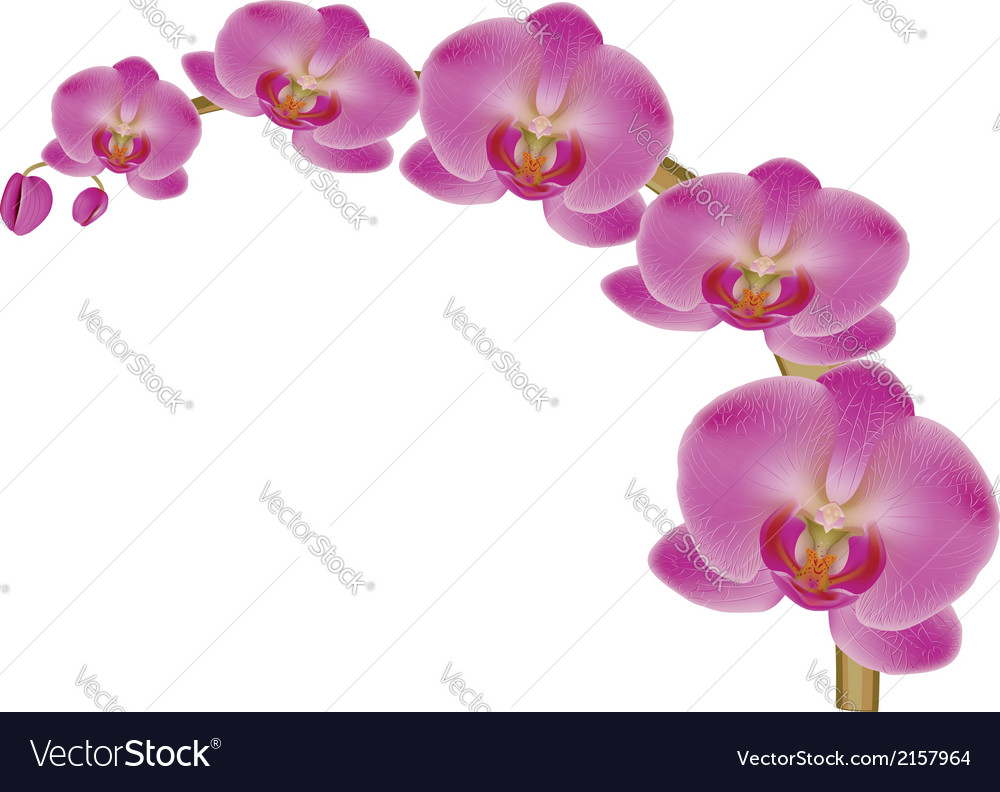 Flower orchid2 Royalty Free Vector Image - VectorStock