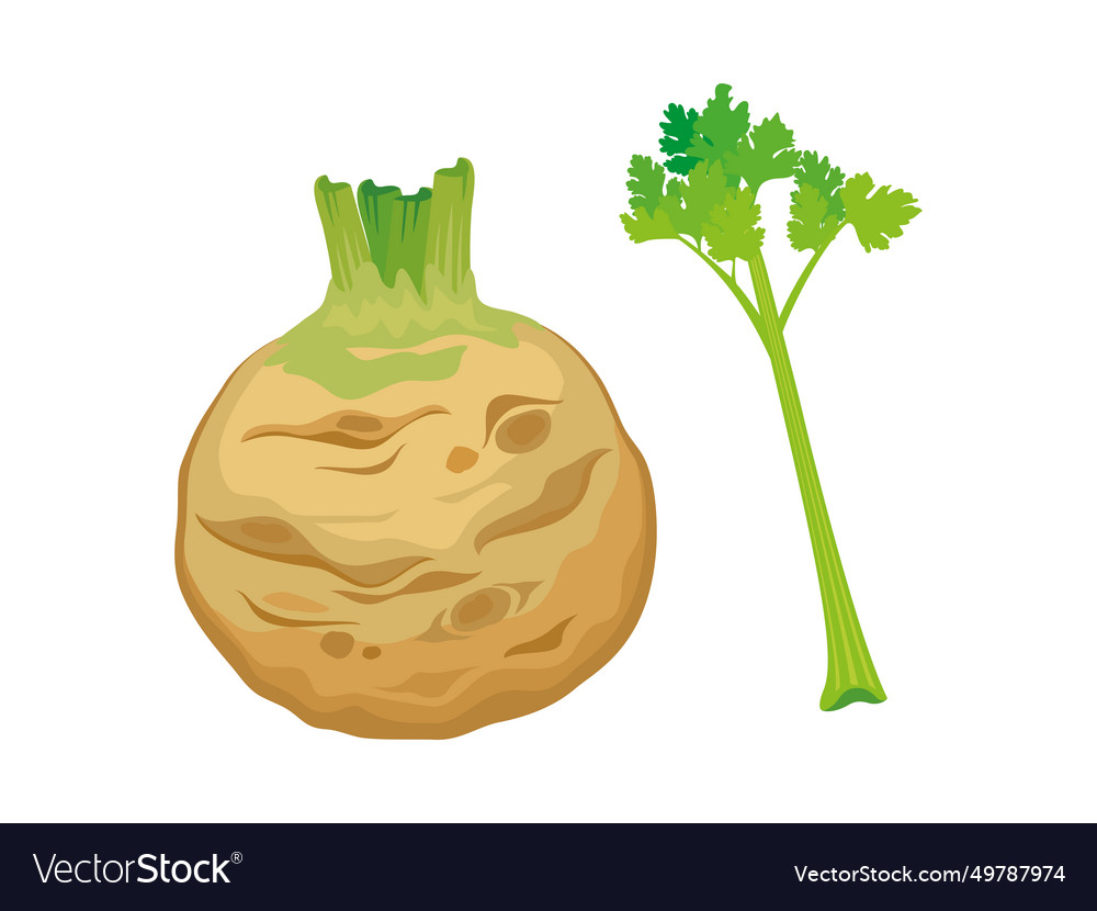 Celery root and stem icon set