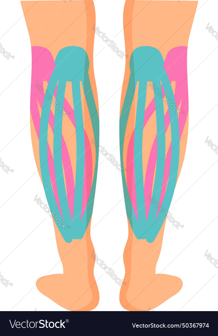 Legs muscle kinesio icon cartoon sport Royalty Free Vector