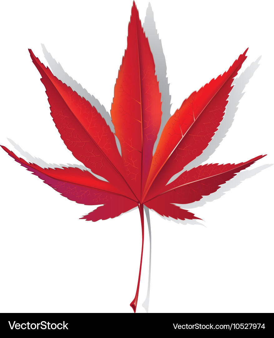 Red Maple leaf Royalty Free Vector Image - VectorStock