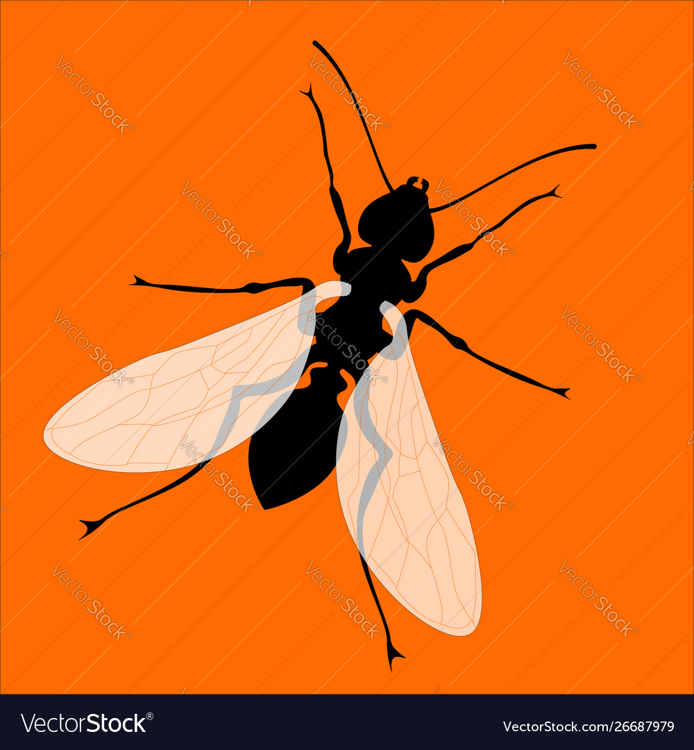 Ant With Wings Silhouette Isolated On Orange