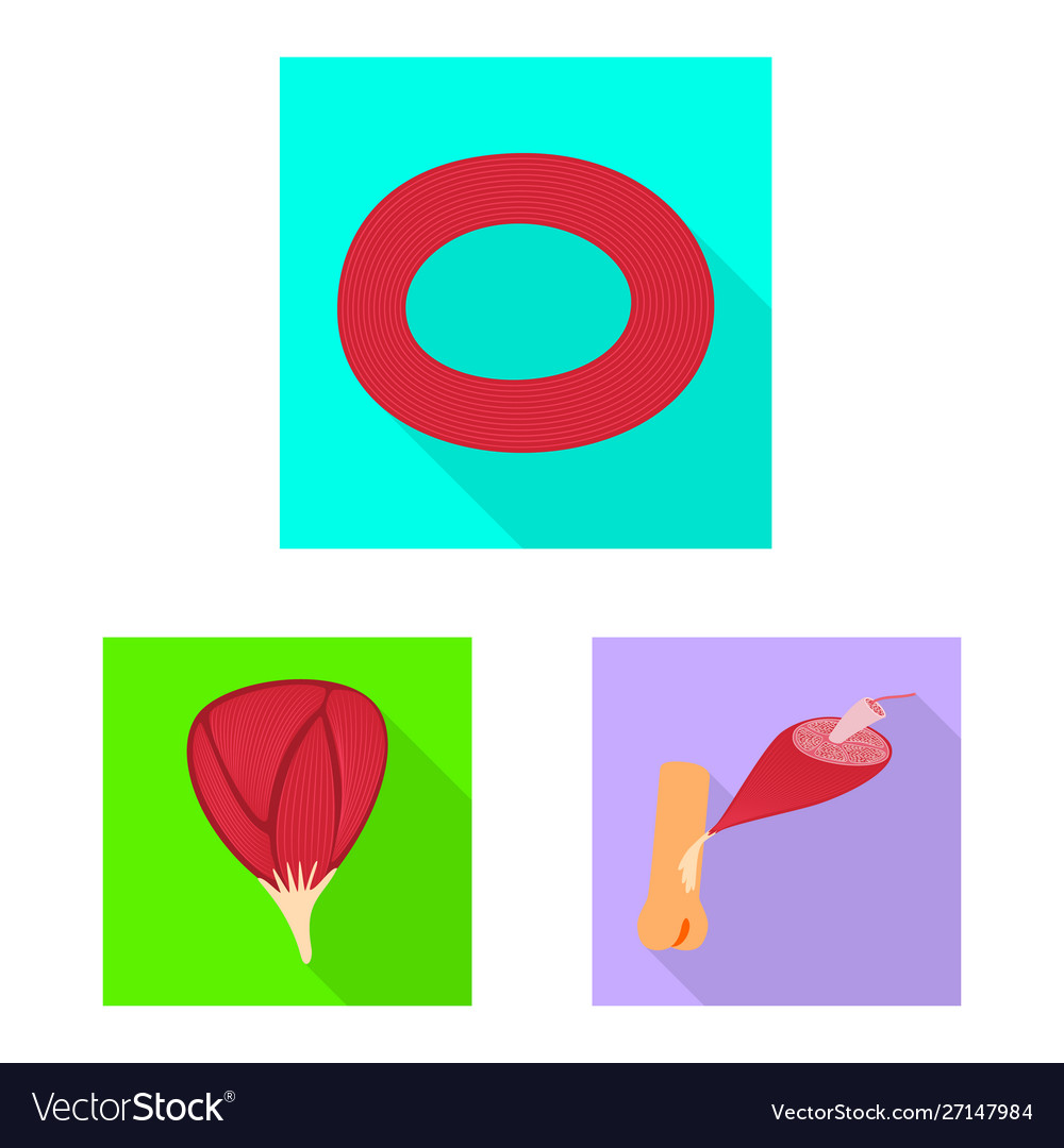 Isolated object muscle and cells symbol set Vector Image Isolated object muscle and cells symbol set