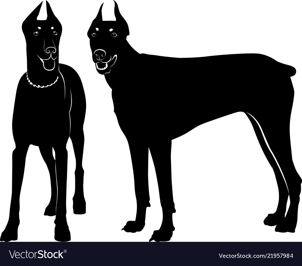 Download Silhouette of dog dobermann isolated Royalty Free Vector