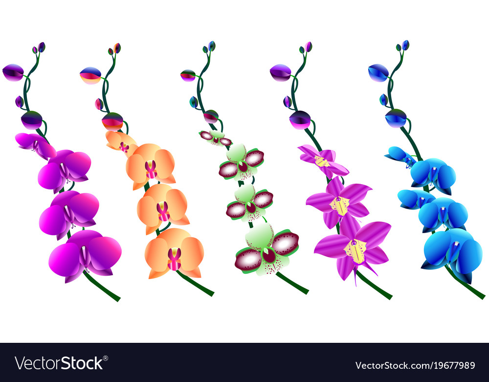 Set of beautiful flowering branches orchids