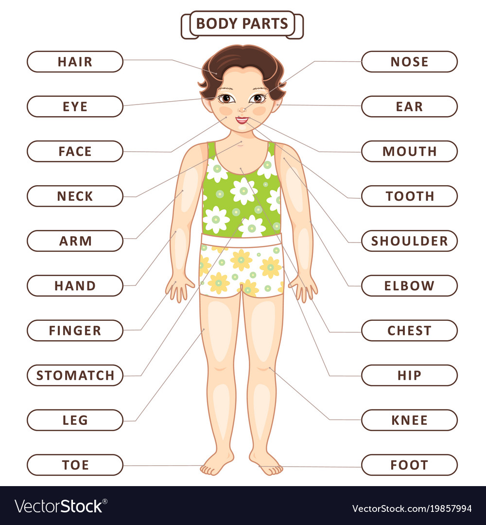 Flat Asian Boy Body Part Vocabulary Royalty Free Vector