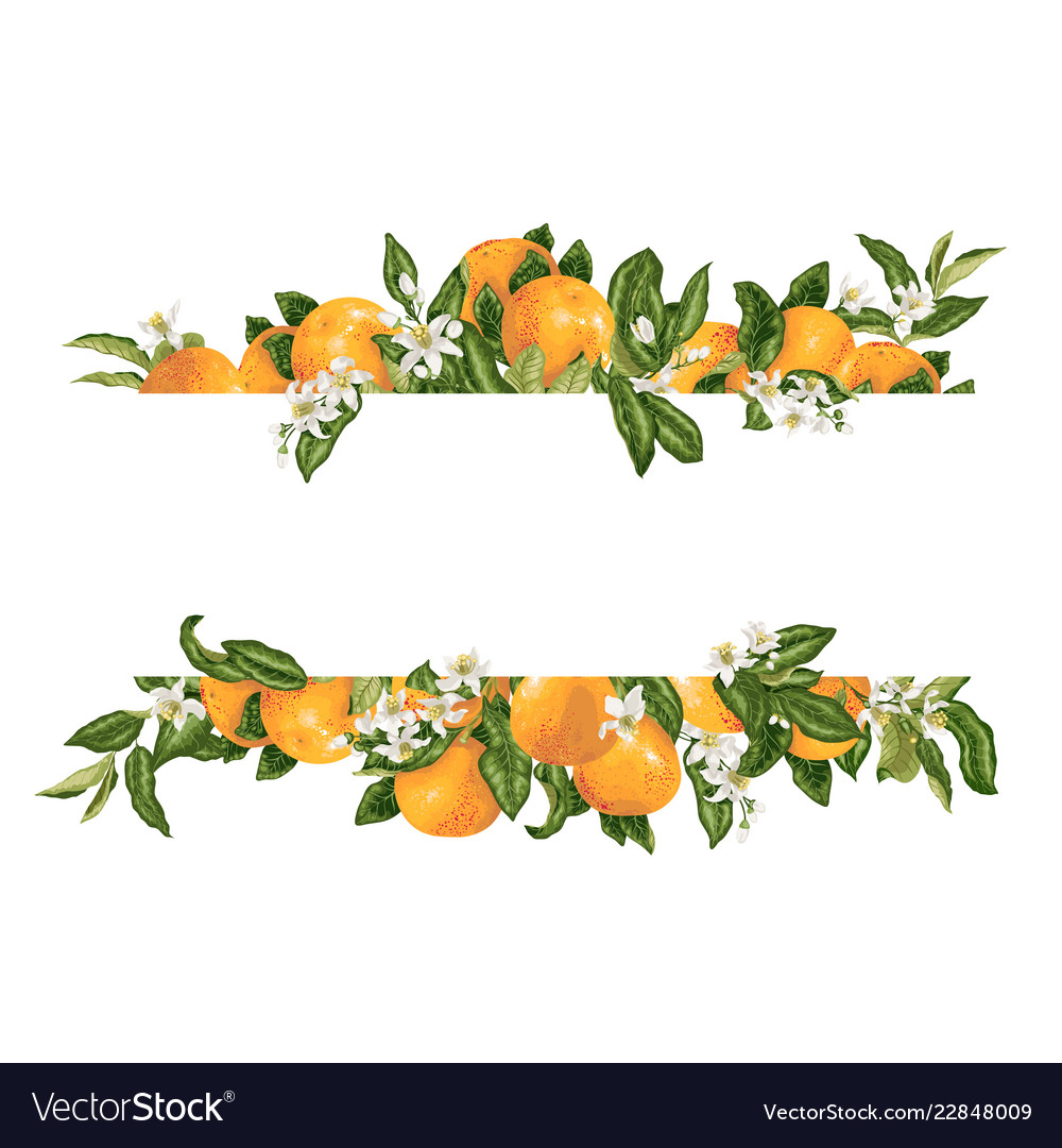Template frame decprative element with citrus vector image Template frame decprative element with citrus