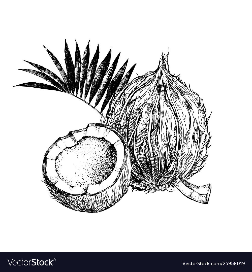 Hand drawn coconut with half and leaves vector image Hand drawn coconut with half and leaves