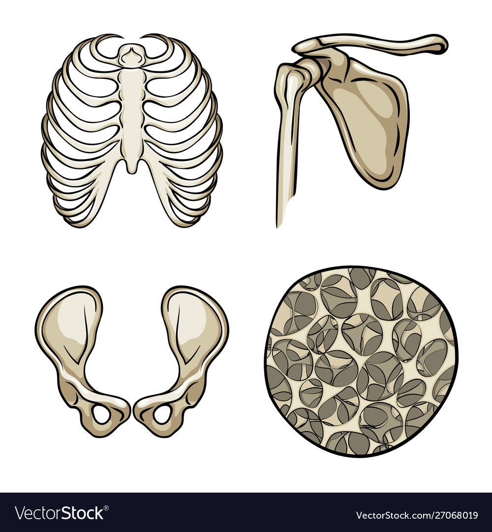 Isolated object bone and skeleton sign
