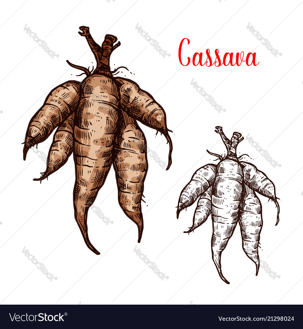 Cassava Sketch Tropical Plant Tuber Royalty Free Vector 4331