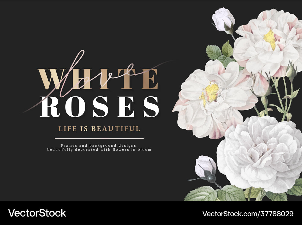 White roses inspirational card design Royalty Free Vector