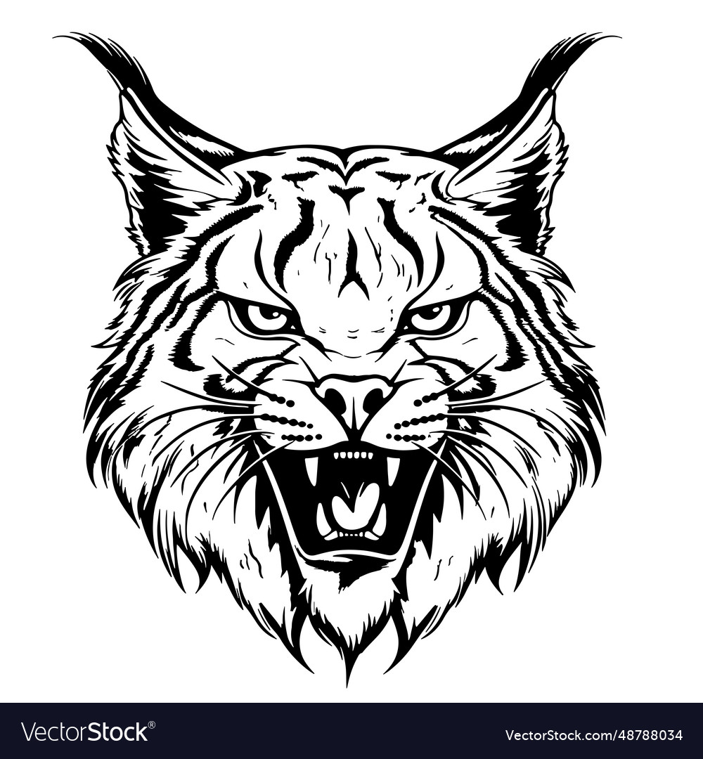 Angry lynx sketch hand drawn Royalty Free Vector Image