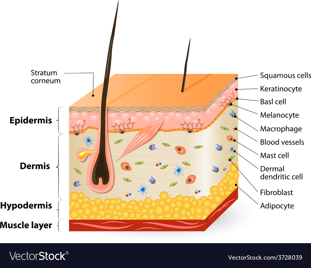 Structure Of The Skin Labeled