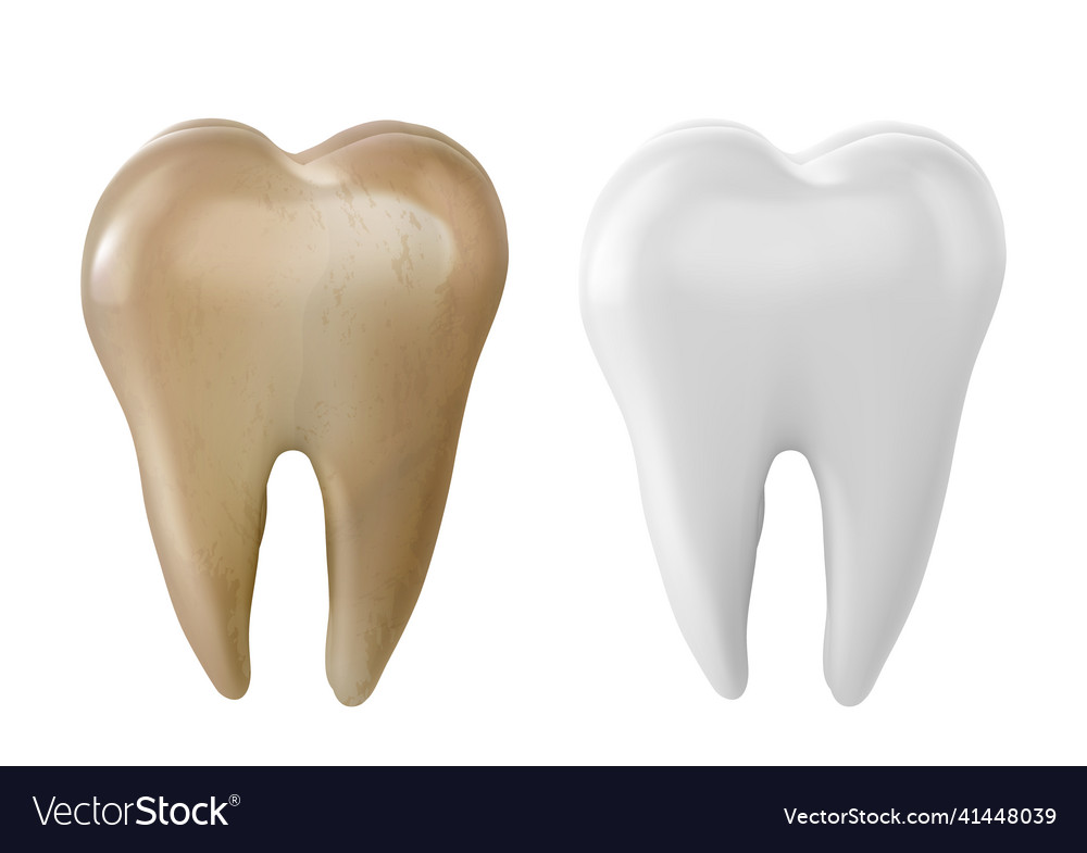 molar tooth 3d