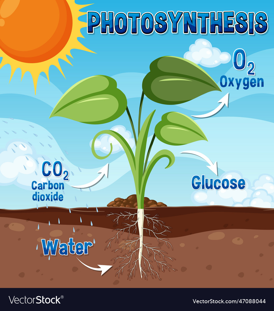 Diagram Of Photosynthesis For Biology And Life Vector Image