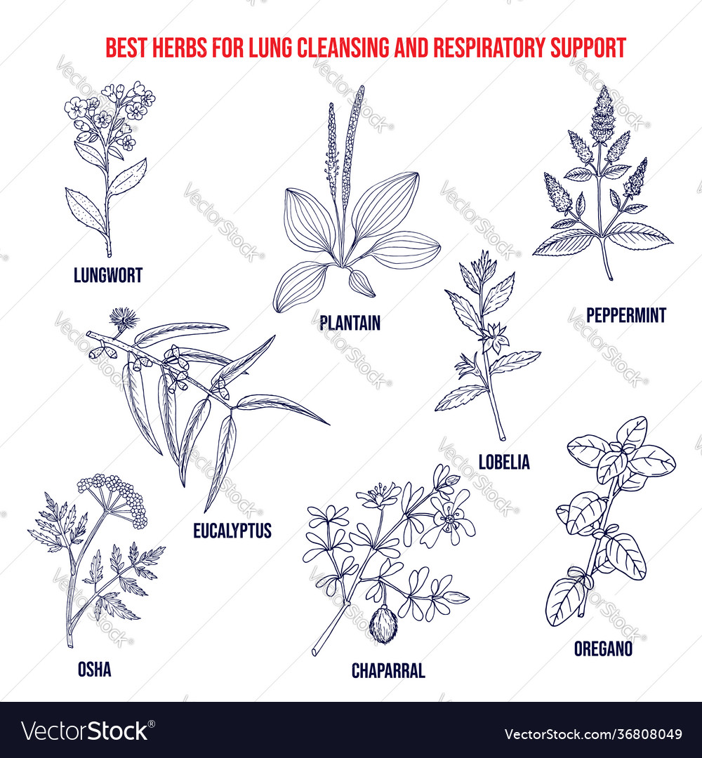 Best herbs for lung cleansing and respiratory vector image Best herbs for lung cleansing and respiratory