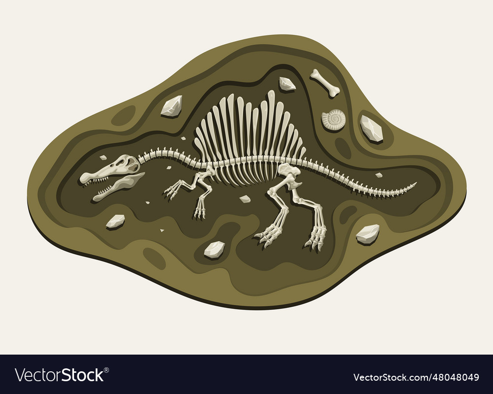 Spinosaurus dinosaurs archaeology fossil cartoon Vector Image