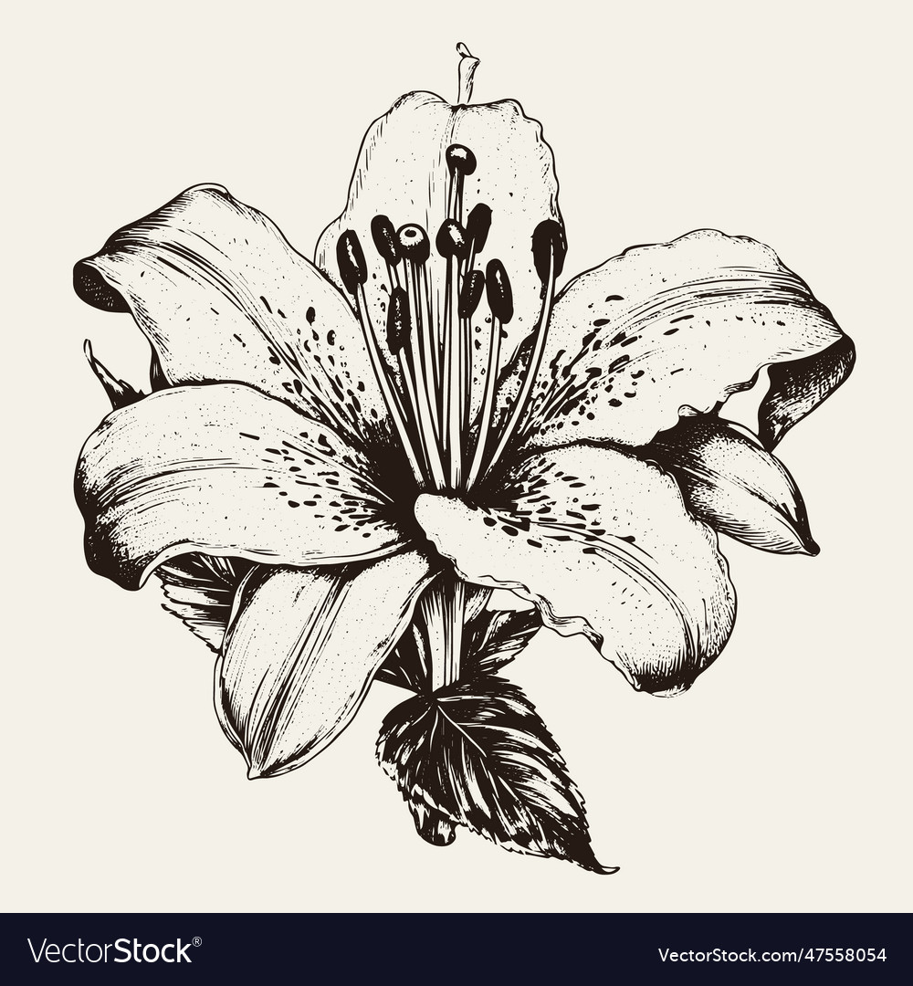 Lily drawing isolated hand drawn engraved style Vector Image