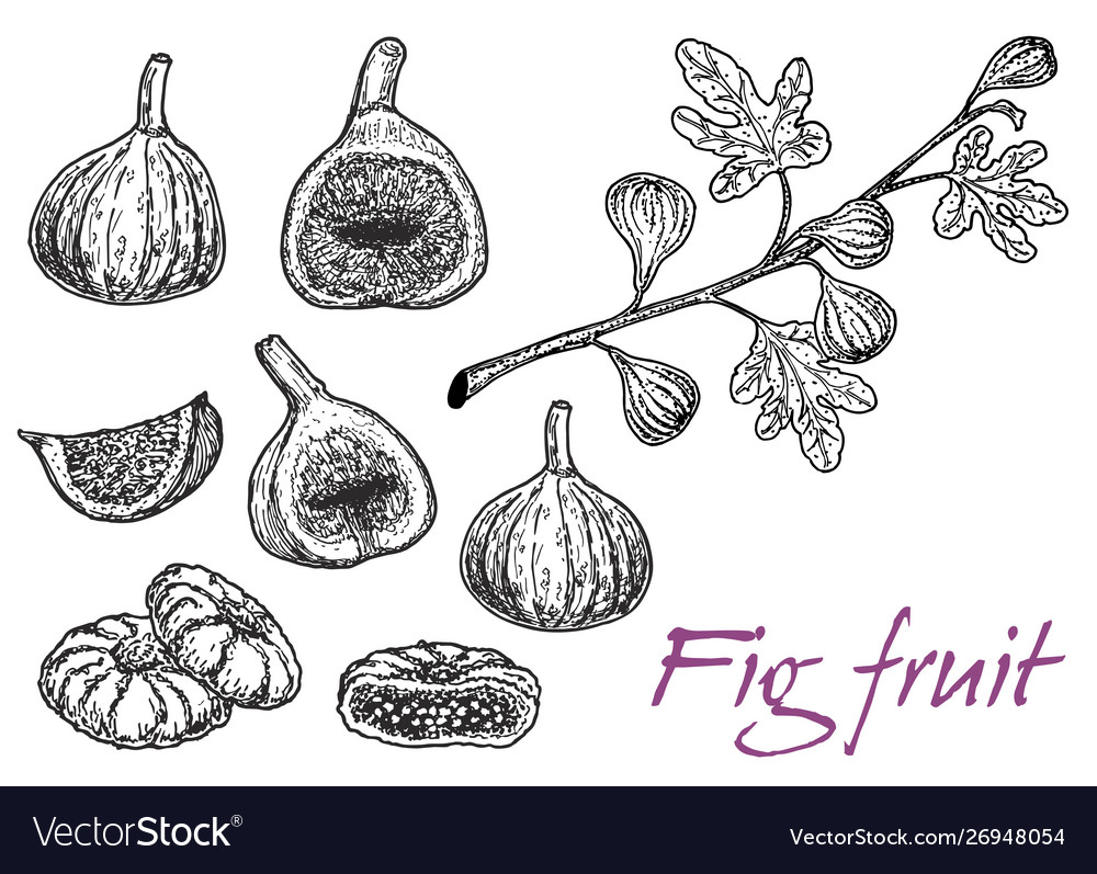Set sketch fig slices tree and branch