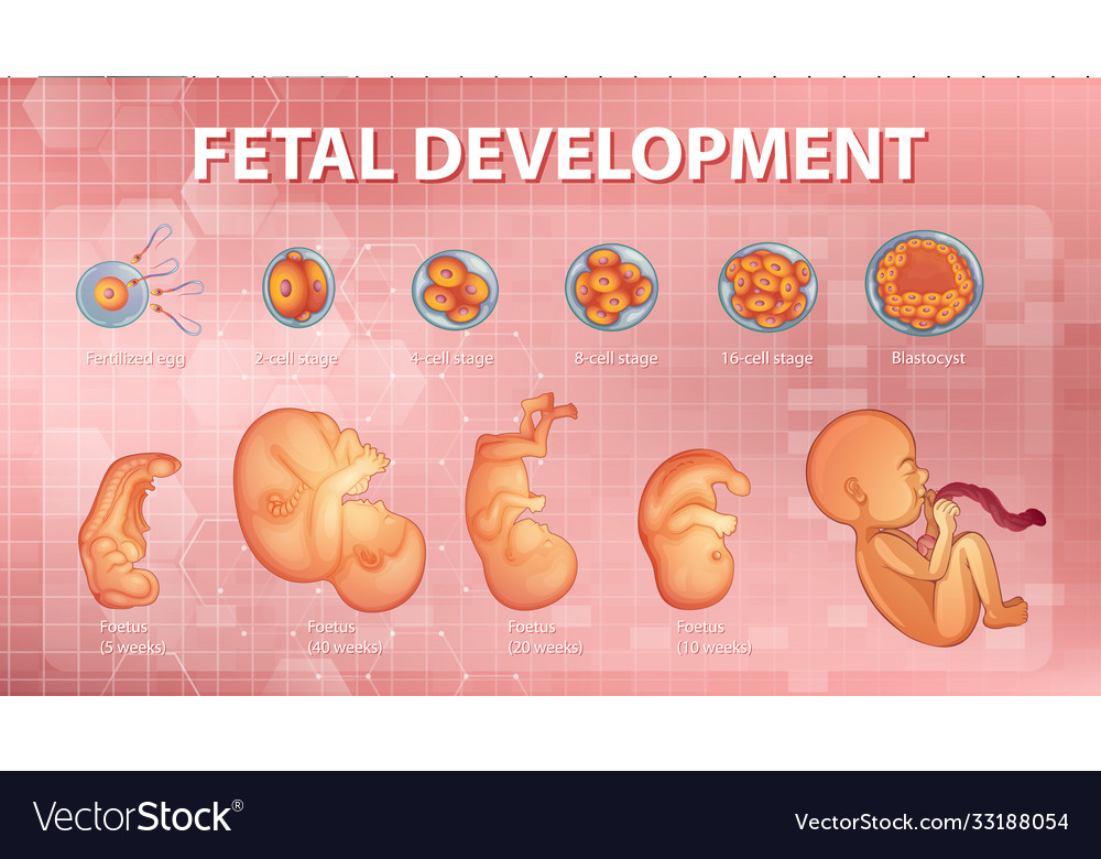 Stages human embryonic development