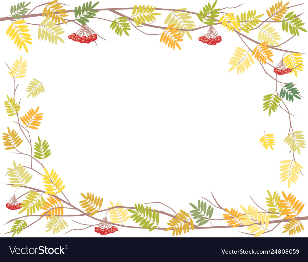 Frame from rowan branches with berries