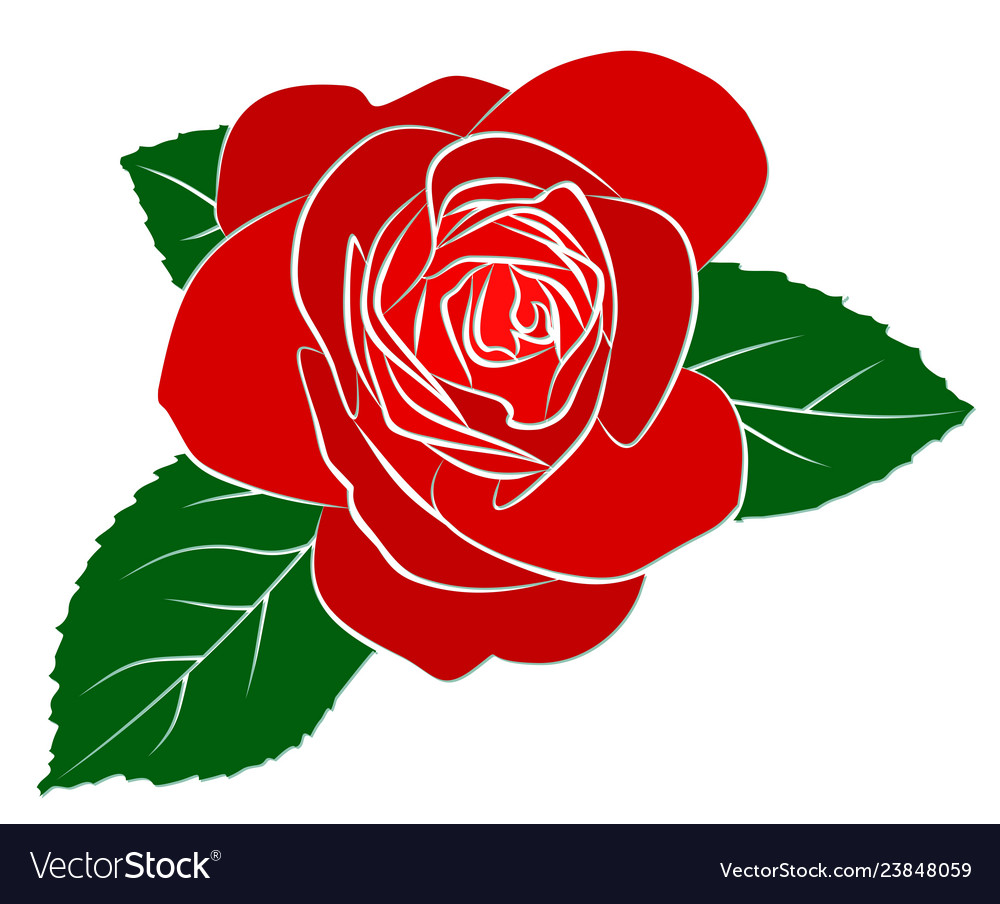 Red rose Royalty Free Vector Image - VectorStock