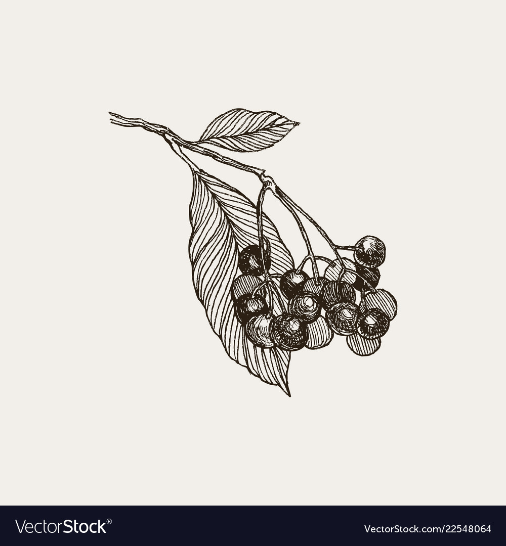 Blackberry vintage hand drawn