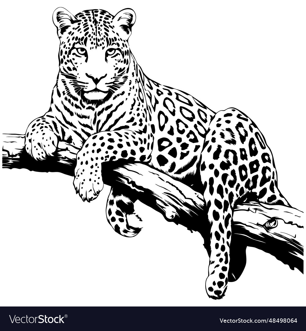 Leopard Lying on Branch - Line Art