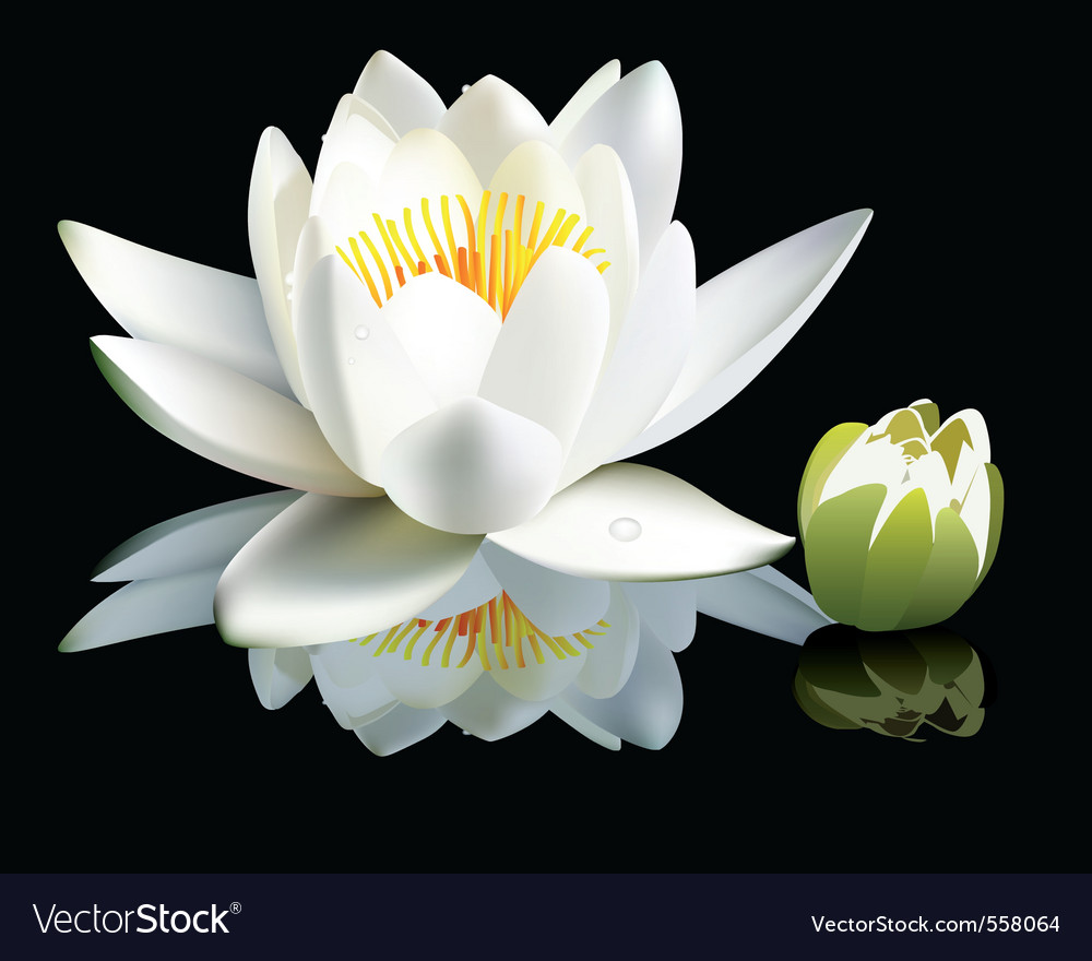 Waterlily flower