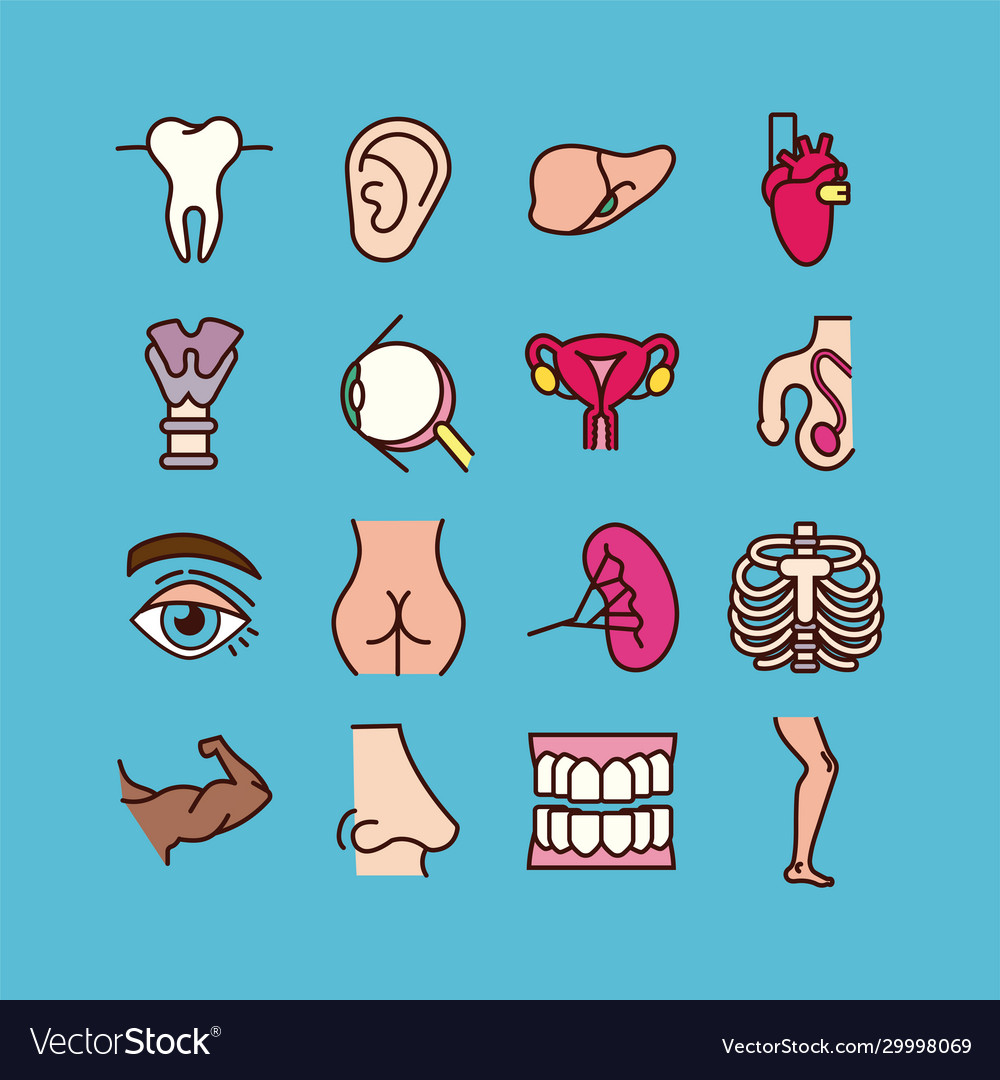 Bundle body parts and organs icons Royalty Free Vector Image