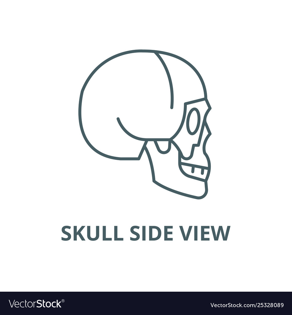 Skull side view line icon linear concept
