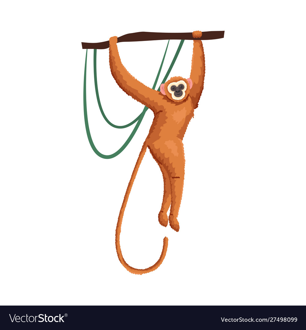 Cute tropical orange gibbon monkey on branch Vector Image