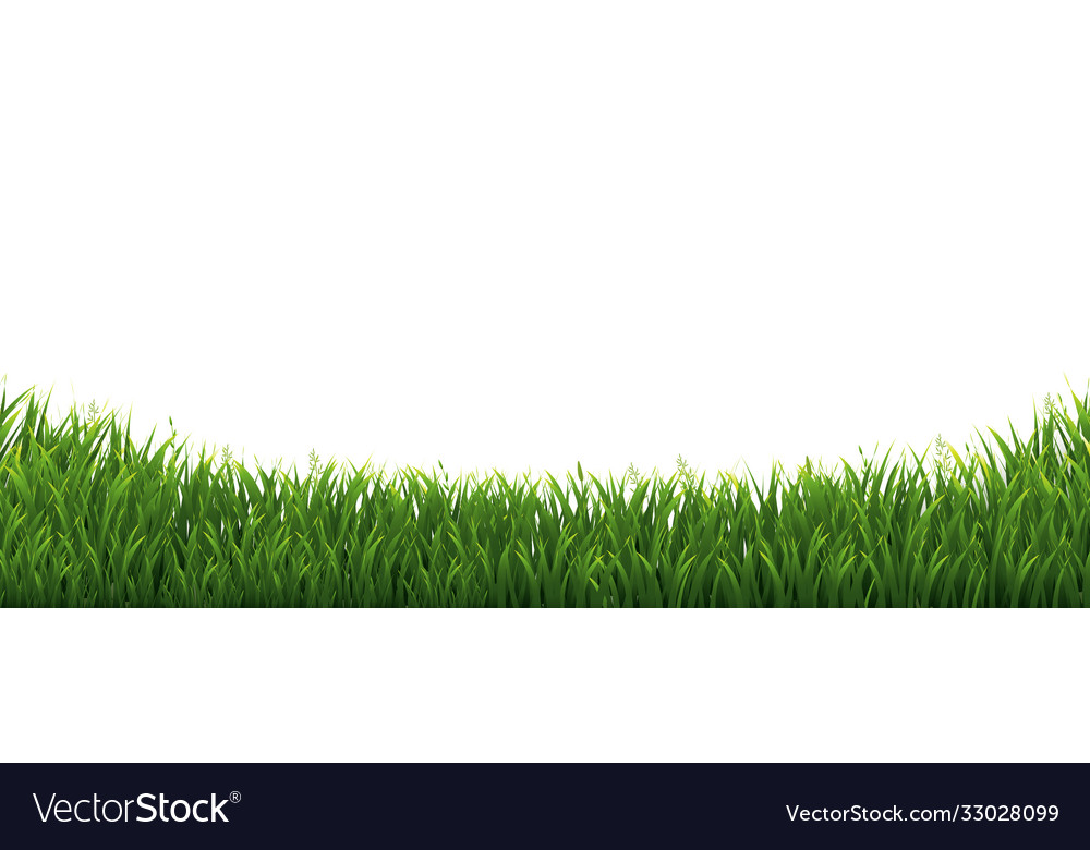 Green grass border in isolated white background Vector Image