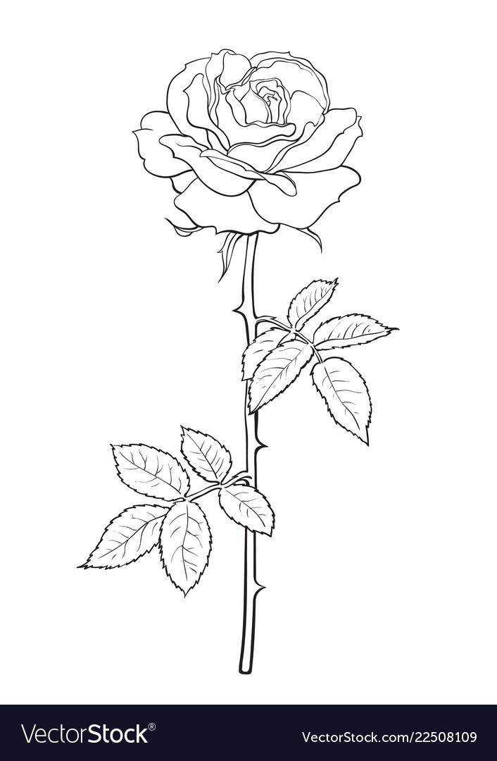 Black And White Rose Flower With Leaves And Stem