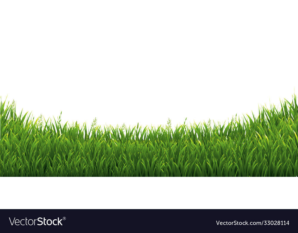 Green grass isolated white background Royalty Free Vector