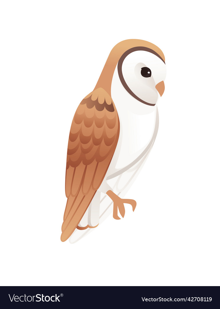 Cute barn owl tyto alba with white face and brown