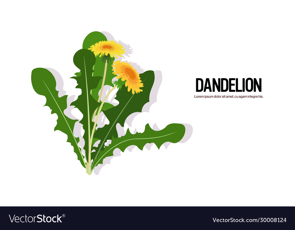 Realistic flowers dandelions tasty fresh herb