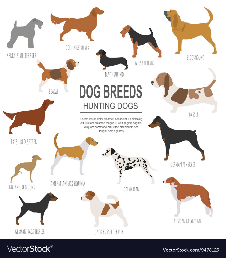 hunting dog breeders near me